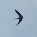 Čáp černý (<i>Ciconia nigra</i>), PR Rašeliniště Loučky, 21.4.2014, foto Vojtěch Kodet