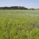 Znětínecký rybník, 5.7.2006, foto Vojtěch Kodet