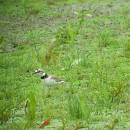 Kulík říční (<i>Charadrius dubius</i>), ryb. Horní Jilmík, 11.6.2015, foto Vojtěch Kodet