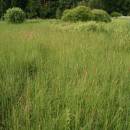 Třtina přehlížená (<i>Calamagrostis stricta</i>), PR V Lisovech, porost [JI], 23.6.2008, foto Libor Ekrt
