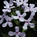 Večernice lesní pravá (<i>Hesperis sylvestris</i>), Plešice, Staré Duby [TR], 1.6.2015, foto Libor Ekrt