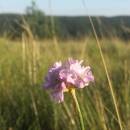 Trávnička obecná (<i>Armeria vulgari</i>), NPR Mohelenská hadcová step, 9.7.2016, foto Vojtěch Kodet