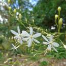 Bělozářka větvená (<i>Anthericum liliago</i>), PR Mohelnička, 29.7.2016, foto Vojtěch Kodet