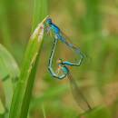 Šidélko huňaté (<i>Coenagrion scitulum</i>), ryb. Parný Mlýn, Krahulov, foto Václav Křivan