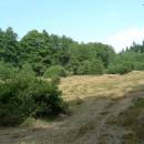 Rašeliniště Pod Trojanem [JI] - kosení