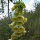 Náprstník velkokvětý (<i>Digitalis grandiflora</i>), ryb. Židloch, PP Ptáčovské rybníky, 5.7.2010, foto Vojtěch Kodet
