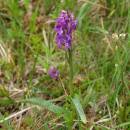 Prstnatec májový (<i>Dactylorhiza majalis</i>), PR Zlatá louka, 25.5.2016, foto Karel Tajovský