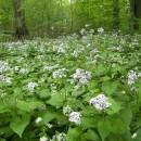 Měsíčnice vytrvalá (<i>Lunaria rediviva</i>), PR V Klučí, 12.5.2011, foto Vojtěch Kodet