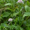 Kozlík dvoudomý (<i>Valeriana dioica</i>), Pod Čertovým kamenem, 23.5.2010, foto Vojtěch Kodet