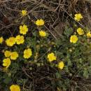 Mochna písečná (<i>Potentilla incana</i>), NPR Mohelenská hadcová step [TR], 14.4.2015, foto Libor Ekrt