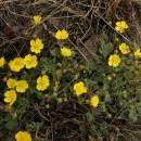 Mochna písečná (<i>Potentilla incana</i>), NPR Mohelenská hadcová step [TR], 14.4.2015, foto Libor Ekrt