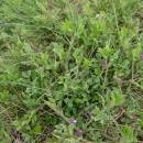 Vikev hrachorovitá (<i>Vicia lathyroides</i>), PP Kozének [TR], 24.4.2008, foto Josef Komárek