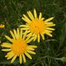 Hadí mord nízký (<i>Scorzonera humilis</i>), PR Rašeliniště Kaliště [JI], 17.5.2008, foto Libor Ekrt