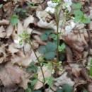 Řeřišnice trojlistá (<i>Cardamine trifolia</i>), PR Habrová seč, 6.4.2014, foto Vojtěch Kodet