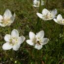 Tolije bahenní (<i>Parnassia palustris</i>), PR U Miličovska [PE], 7.8.2008, foto Luděk Čech