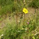 Devaterník velkokvětý (<i>Helianthemum grandiflorum</i>), ryb. Židloch, PP Ptáčovské rybníky, 5.7.2010, foto Vojtěch Kodet
