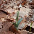 Sněženka podsněžník (<i>Galanthus nivalis</i>), NPR Velký Špičák, 27.2.2014, foto Vojtěch Kodet