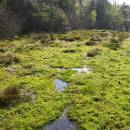 Rašeliniště Pod Trojanem, 4.5.2006, foto Vojtěch Kodet