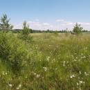 Olešský rybník, 29.6.2010, foto Vojtěch Kodet
