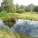 Pístovské mokřady, 7.9.2014, foto Vojtěch Kodet