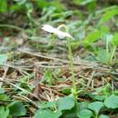 Jednokvítek velekvětý (<i>Moneses uniflora</i>), PP Jezdovické rašeliniště, 1.7.2013, foto Vojtěch Kodet