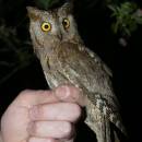 Samec výrečka malého (<i>Otus scops</i>) během kroužkování, Řeženčice, 14.5.2017, foto Filip Hruška