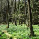 Velká olšina, 20.4.2016, foto Vojtěch Kodet