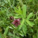 Mochna bahenní (<i>Potentilla palustris</i>), Zdislavický rybník, 6.7.2010, foto Vojtěch Kodet
