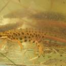 Čolek horský (<i>Ichthyosaura alpestris</i>), Pístovské mokřady, 5.4.2014, foto Vojtěch Kodet
