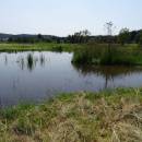 Mokřady Nad Chvojnovem [JI]