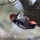 Strakapoud prostřední (<i>Dendropicos medius</i>), údolí Jihlavy u Lhánic [TR], 10.3.2015, foto Václav Hlaváč