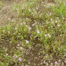Kuřinka ostnosemenná (<i>Spergularia echinosperma</i>), PP Staropavlovský rybník [ZR], 20.6.2012, foto Josef Komárek