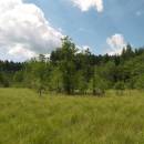 Pilný rybník, 31.7.2012, foto Vojtěch Kodet