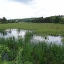 Váňovský rybník, 4.6.2016, foto Vojtěch Kodet