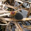Mládě lysky černé (<i>Fulica atra</i>), PP Starý Přísecký rybník, 12.5.2010, foto Vojtěch Kodet