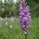 Prstnatec Fuchsův (<i>Dactylorhiza fuchsii</i>), rašeliniště Pod Trojanem, 3.7.2006, foto Vojtěch Kodet