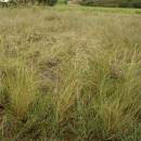 Kavyl vláskovitý (<i>Stipa capillata</i>), NPR Mohelenská hadcová step [TR], 15.7.2012, foto Libor Ekrt