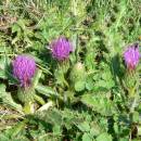 Pcháč bezlodyžný pravý (<i>Cirsium acaulon</i>), Číchov, PP Jalovec [TR], 6.9.2005, foto Luděk Čech