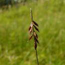 Ostřice blešní (<i>Carex pulicaris</i>), PR Rašeliniště Kaliště [JI], 14.7.2014, foto Libor Ekrt