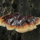 Lesklokorka jehličnanová (<i>Ganoderma carnosum</i>)