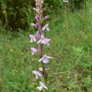 Pětiprstka žežulník (<i>Gymnadenia conopsea</i>), NPP Švařec [ZR], 15.6.2010, foto Luděk Čech