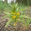Vrbina kytkokvětá (<i>Lysimachia thyrsiflora</i>), PP Jezdovické rašeliniště, 10.6.2015, foto Vojtěch Kodet