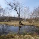 Rašeliniště Bažantka, 28.3.2016, foto Vojtěch Kodet
