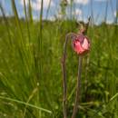 Kuklík potoční (<i>Geum rivale</i>), Vílanecká střelnice, 6.7.2011, foto Vojtěch Kodet
