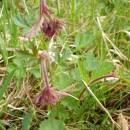 Kuklík potoční (<i>Geum rivale</i>), PR V Lisovech, 8.5.2013, foto Vojtěch Kodet