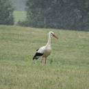 Čáp bílý (<i>Ciconia ciconia</i>), Borský rybník, 6.7.2015, foto Vojtěch Kodet