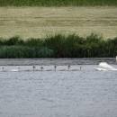 Labuť velká (<i>Cygnus olor</i>) s mláďaty, ryb. Parný Mlýn, 10.6.2016, foto Vojtěch Kodet
