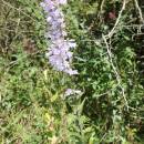 Zvonek boloňský (<i>Campanula bononiensis</i>), Šemíkovice, Knížecí seč [TR], 14.8.2016, foto Libor Ekrt