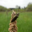 U Farského lesa, 15.5.2015, foto Vojtěch Kodet