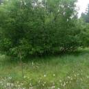 Rašeliniště Pod Trojanem [JI] - před sečí